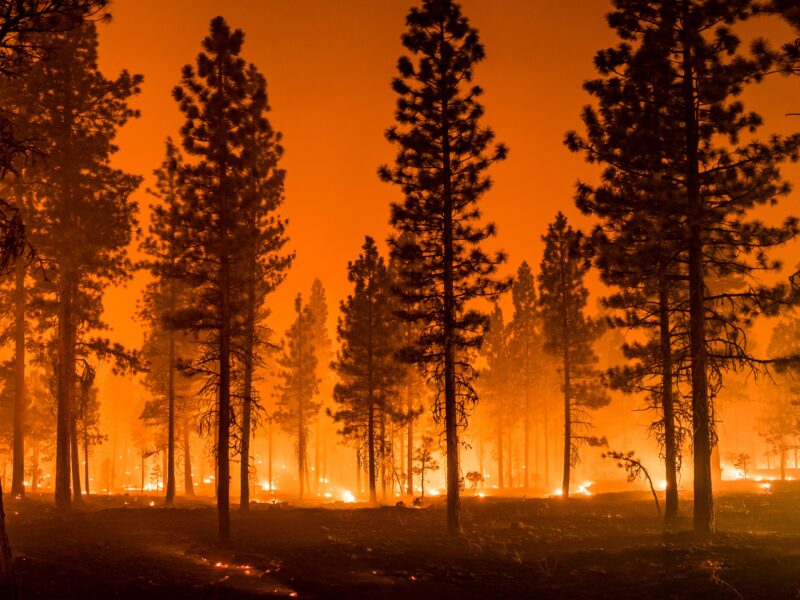 Fire burning in a forest of trees