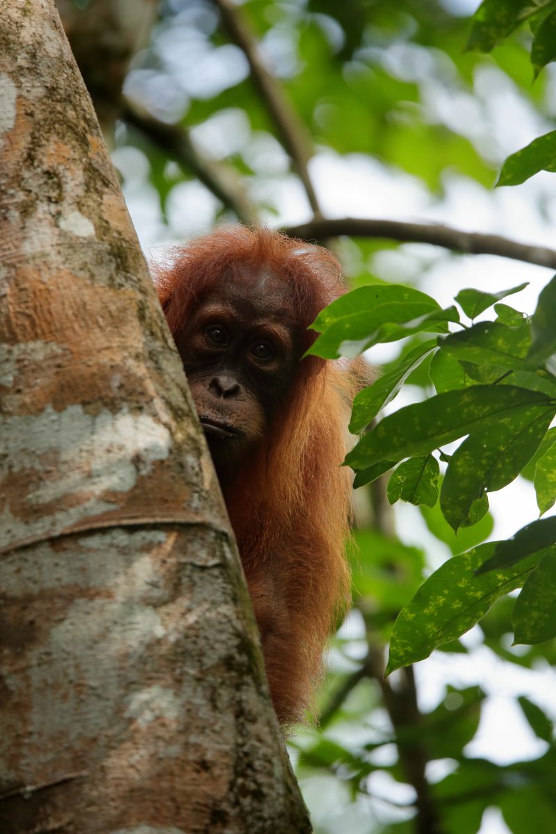 Young,Wild,Sumatran,Orangutang,Looking,Out,From,Behind,A,Tree