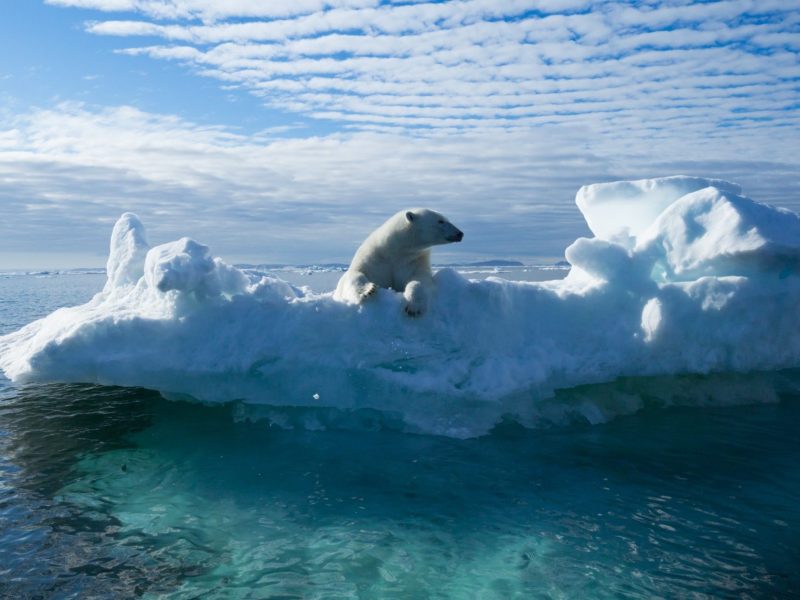 Polar bear on snowy ice floe in sea